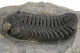 Detailed Austerops Trilobite - Ofaten, Morocco #325974-1